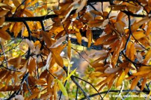 vallombrosa004