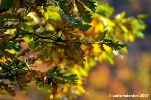 vallombrosa005