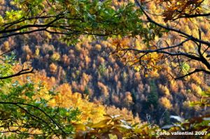 vallombrosa010