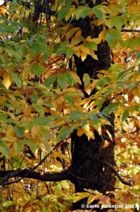 vallombrosa015
