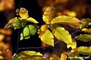 vallombrosa017