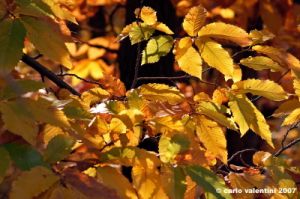vallombrosa018