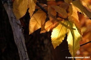 vallombrosa019