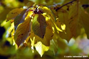 vallombrosa020