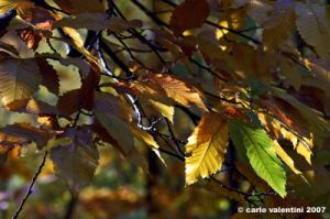 vallombrosa021