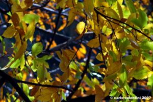 vallombrosa022