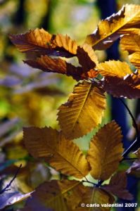 vallombrosa024