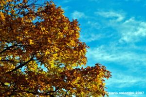 vallombrosa025