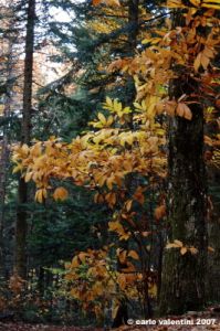vallombrosa027