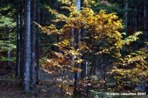 vallombrosa028