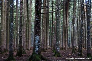 vallombrosa029