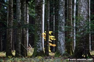 vallombrosa030