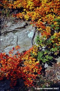 vallombrosa033