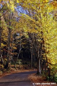 vallombrosa037