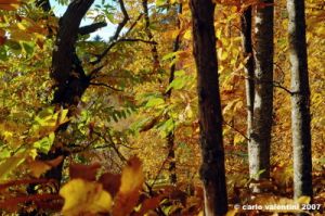 vallombrosa039