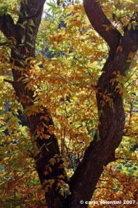 vallombrosa042