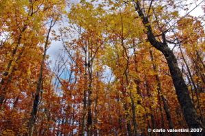 vallombrosa043