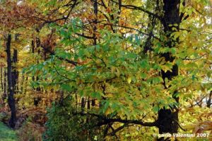 vallombrosa045