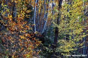 vallombrosa047