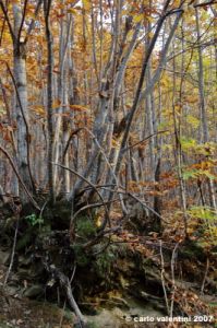 vallombrosa049