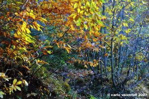 vallombrosa051
