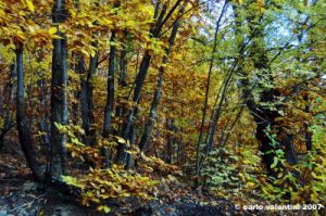 vallombrosa052