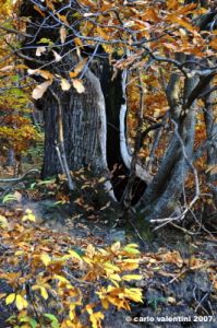 vallombrosa054