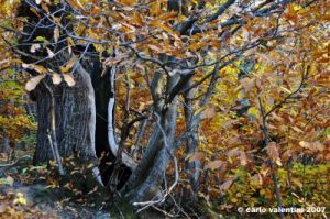 vallombrosa055