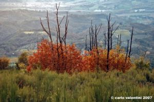 vallombrosa056