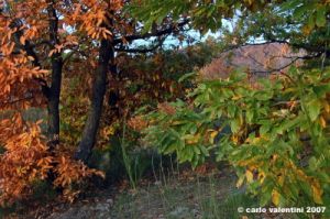 vallombrosa059