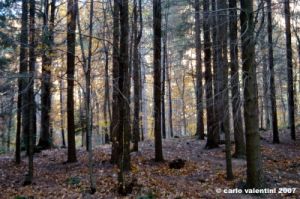 vallombrosa084