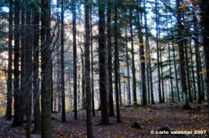 vallombrosa085