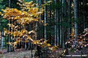 vallombrosa088