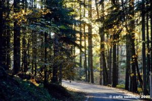 vallombrosa094