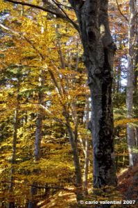 vallombrosa103