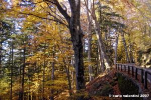vallombrosa104