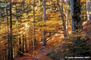 vallombrosa105