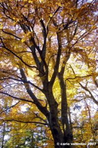 vallombrosa107