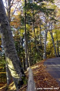 vallombrosa113