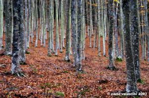 vallombrosa125