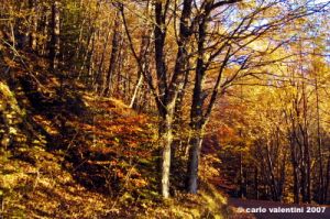 vallombrosa128