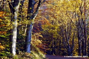 vallombrosa131
