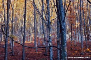 vallombrosa132