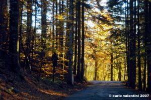 vallombrosa133