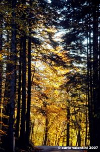 vallombrosa135