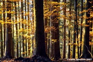 vallombrosa139
