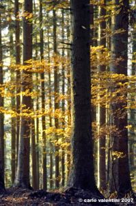 vallombrosa140