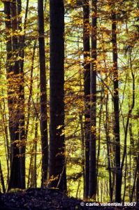 vallombrosa141