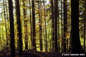vallombrosa142
