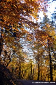 vallombrosa144